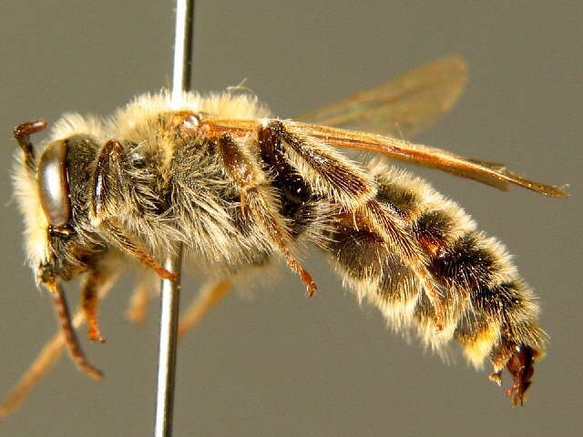 Слика од Andrena labialis (Kirby 1802)