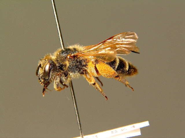 Слика од Andrena labialis (Kirby 1802)