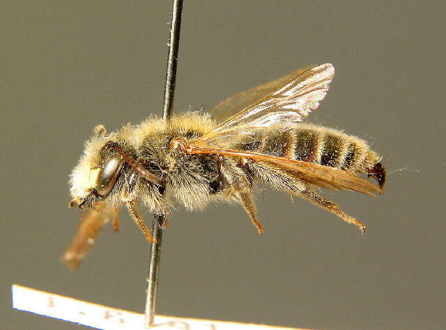 Слика од Andrena labialis (Kirby 1802)