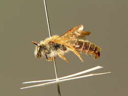 Image of Andrena lathyri Alfken 1899