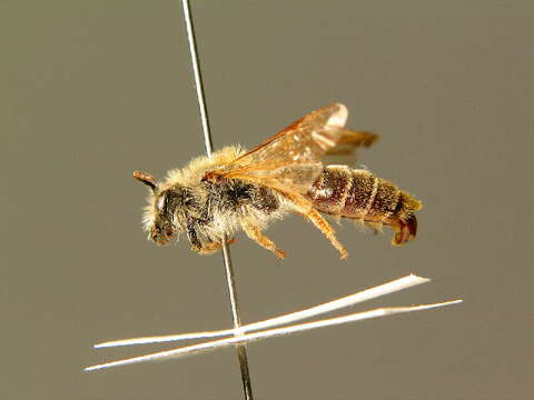 Image of Andrena lathyri Alfken 1899