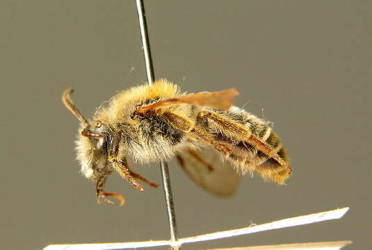 Image of Andrena lathyri Alfken 1899