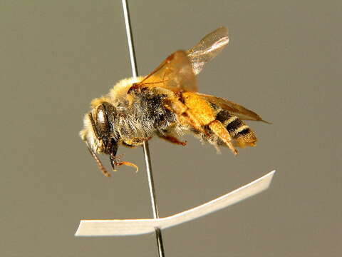 Image of Andrena lathyri Alfken 1899