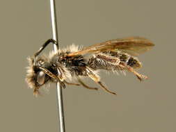 Image of Andrena montana Warncke 1973