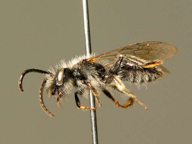 Image of Andrena montana Warncke 1973