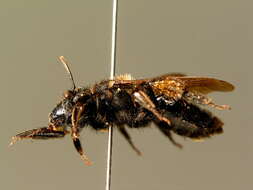 Imagem de Andrena nasuta Giraud 1863