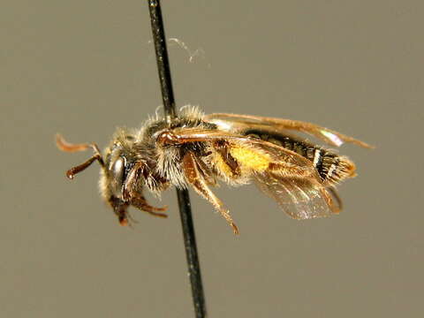 Image of Andrena nitidula Pérez 1903