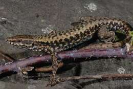 Podarcis muralis maculiventris (Werner 1891) resmi