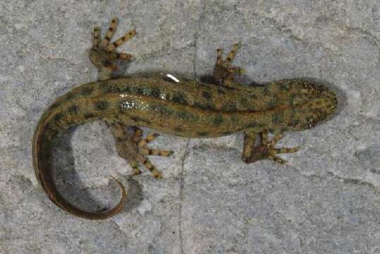 Sivun Triturus carnifex (Laurenti 1768) kuva