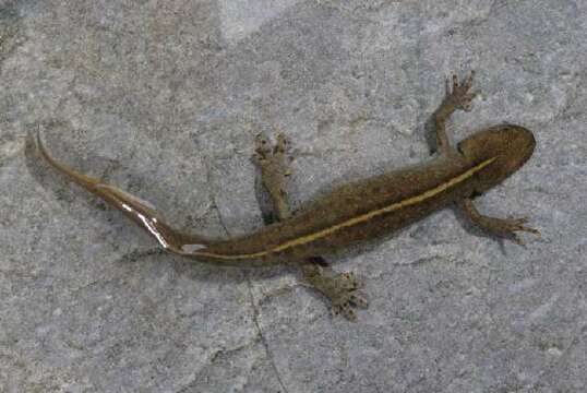 Image of Italian crested newt