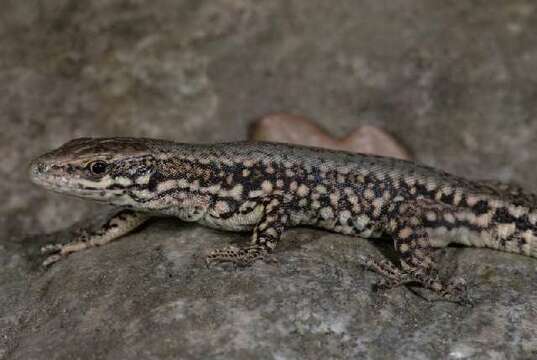 Image of Common wall lizard