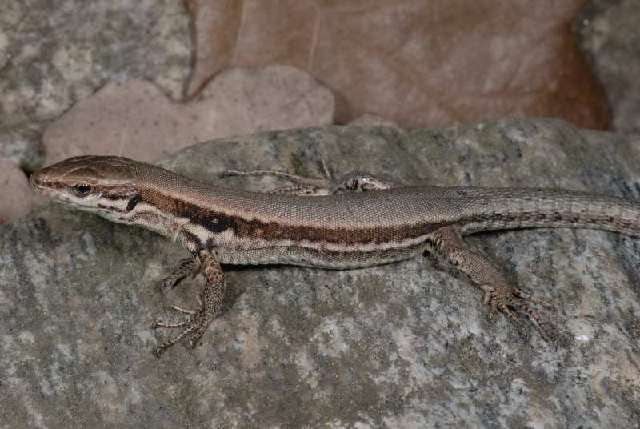 Image of Common wall lizard