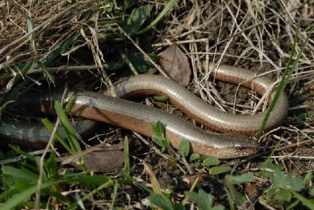 Image of Peloponnese slow worm