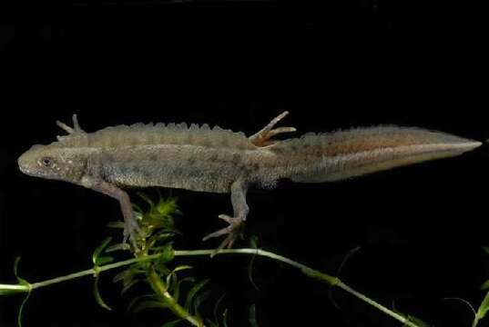 Image of Italian crested newt