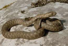 Image of <i>Natrix <i>tessellata</i></i> tessellata