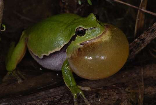 Image of Common tree frog