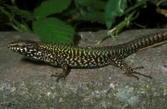 Image of Podarcis muralis nigriventris × Podarcis maculiventris