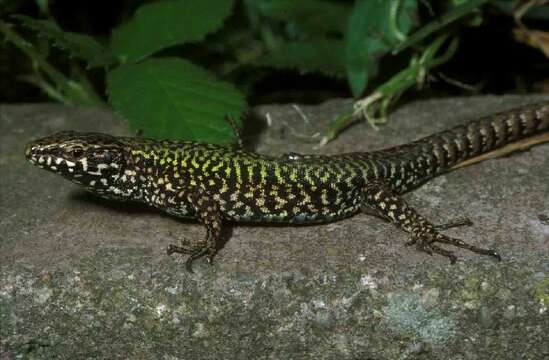 Image of lacertid lizards