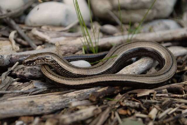 Image of Peloponnese slow worm