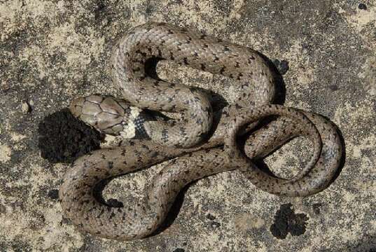 Image of Grass Snake