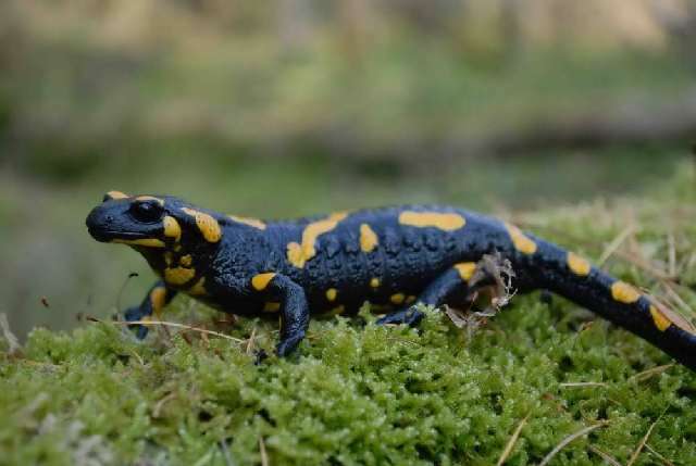 Image of Common Fire Salamander