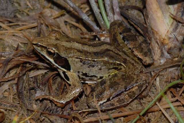 Image of Altai Brown Frog (Altai Mountains Populations)