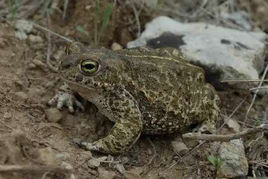 Image of Natterjack toad