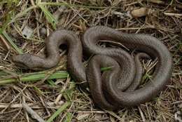 Image of Smooth Snakes