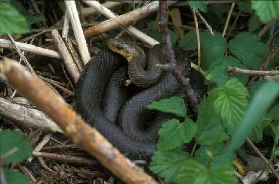 Image of Aesculapian Ratsnake