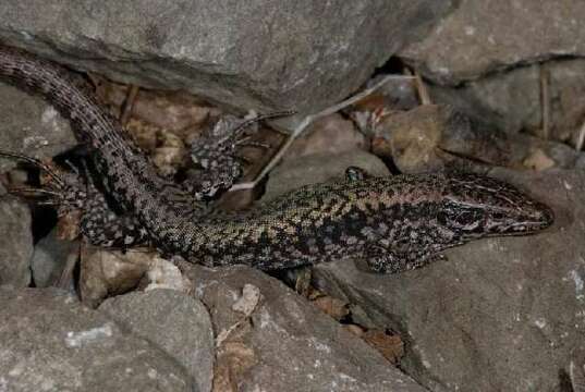 Image of Podarcis muralis maculiventris (Werner 1891)