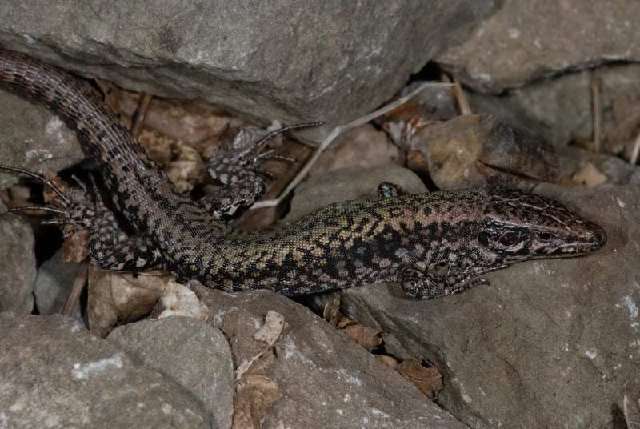 Image of Podarcis muralis maculiventris (Werner 1891)