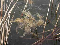 Image of Common Toad