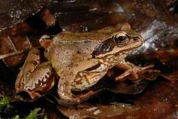 Image of Common frog