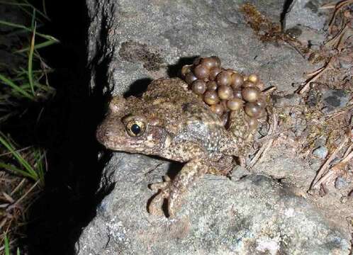 Image of Midwife toads