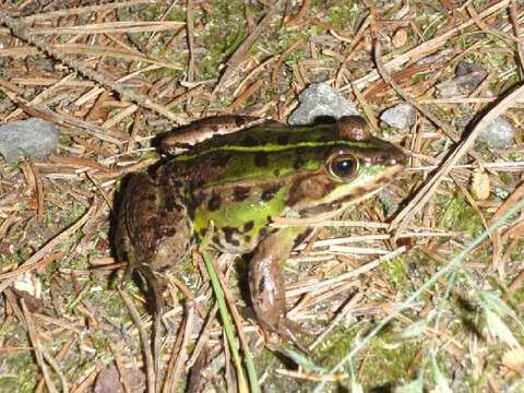 Image de Petite grenouille verte