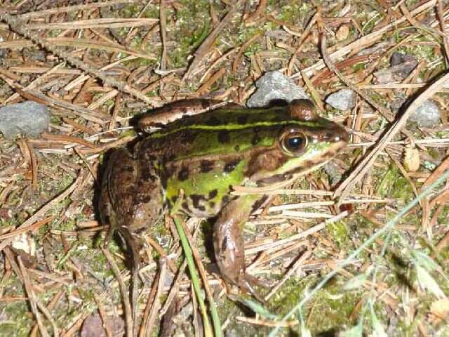 Plancia ëd Pelophylax lessonae (Camerano 1882)