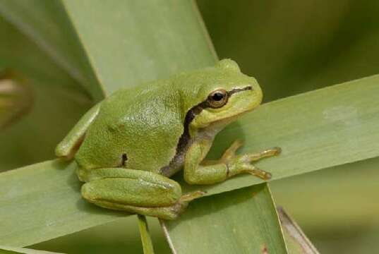 Image of Common tree frog