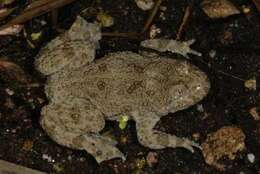 Image of Yellow–bellied Toad