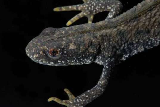 Image of Great Crested Newt