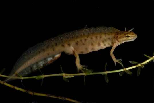 Image of Smooth Newt