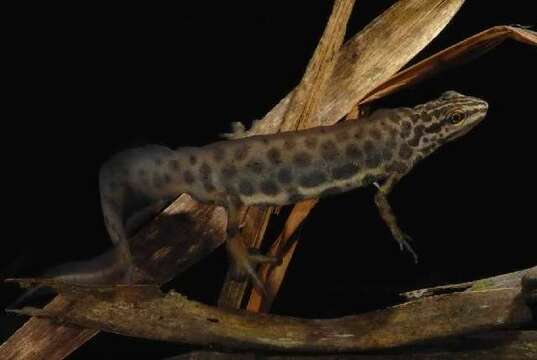 Image of Smooth Newt