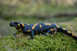 Image of Common Fire Salamander