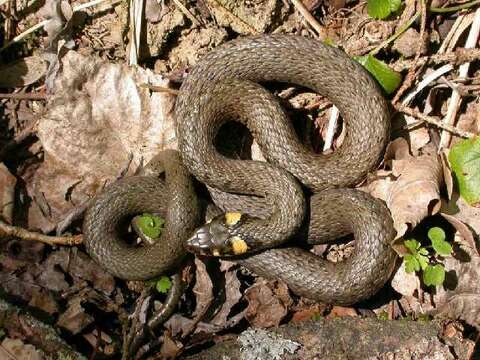 Image of Natrix natrix natrix (Linnaeus 1758)