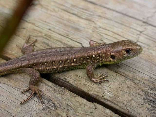 Lacerta agilis agilis Linnaeus 1758 resmi