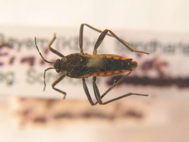 Image of Semiaquatic Bugs