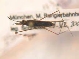 Image of Common pond skater