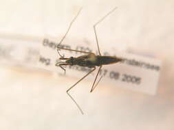 Image of Common pond skater