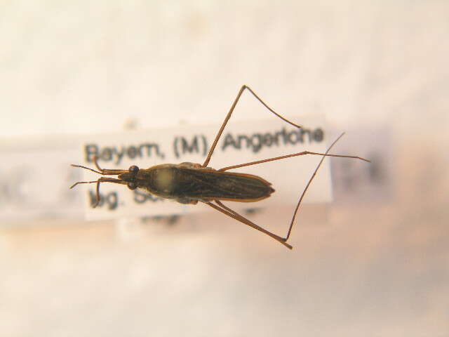 Image of Common pond skater