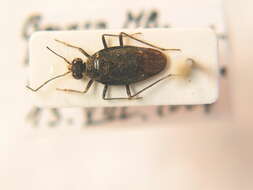 صورة Macrosaldula scotica (Curtis 1833)