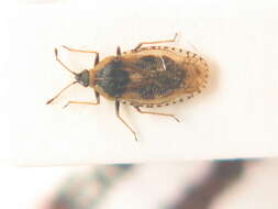 Image of Lace bug